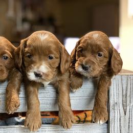 Australian Labradoodle Puppies from All Star Breeders of Labradoodles