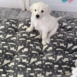Goldendoodle, Golden Retriever, Poodle, and Shih Tzu Puppies from Platinum Paws Puppies