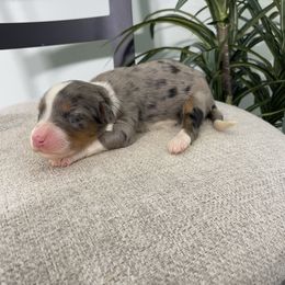 Lola - Blue merle female Bernedoodle puppy in Holtwood, Pennsylvania from Country Ridge Puppies