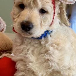 Rollo - Cream male Goldendoodle puppy in Pensacola, Florida from Goldendoodles Love You in Pensacola Friend Edition