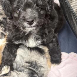Girl 2 Aussie Doodle - Black female Miniature Australian Shepherd puppy in Pensacola, Florida from TNT MINI AUSSIES