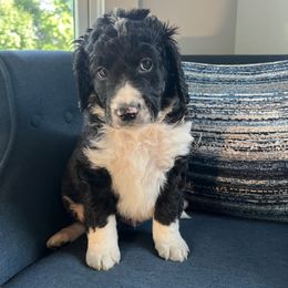 Bernedoodle Puppies from East Coast Bernedoodles