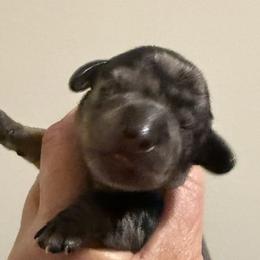 Flag - Dapple male Dachshund puppy in Brashear, Texas from Shepherds Run Miniature Dachshunds