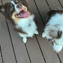 Miniature Australian Shepherds from Briar Hill Farm