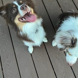 Miniature Australian Shepherds from Briar Hill Farm