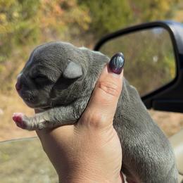 Puppy 4 - Blue tri-color male American Bully puppy in Orlinda, Tennessee from SimplyBullies