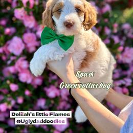 Spark - Parti male Goldendoodle puppy in Orangevale, California from Ugly Dad Doodles