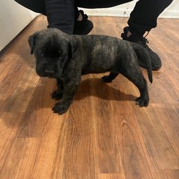 Mastiff Puppies from FrontlineK9 Boarding & Training LLC