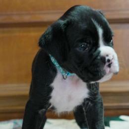 Baby Blue - Brindle male Boxer puppy in Fayetteville, Tennessee from Euro Boxers of Tennessee