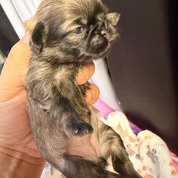 Korona - Sable female Shih Tzu puppy in Orange, California from Shih Tzu Hauz