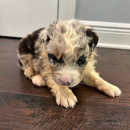 Thor - Blue merle male Australian Shepherd puppy in Franklinton, Louisiana from Cottonwood Farms Australian Shepherds