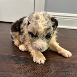 Thor - Blue merle male Australian Shepherd puppy in Franklinton, Louisiana from Cottonwood Farms Australian Shepherds