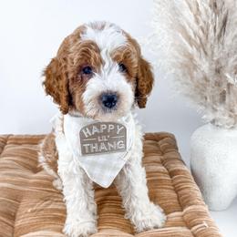 Hattie's Last Chapter- Finale - Parti male Goldendoodle puppy in Russell Springs, Kentucky from Milk & Honey Doodles