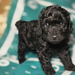 Touchdown (Toy Poodle) - Black male Poodle puppy in West Point, Mississippi from Golden Paws