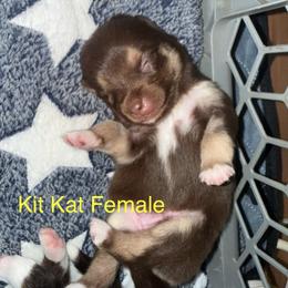 Twix - Chocolate female Pomsky puppy in Avoca, Michigan from Repurposed Paradise Farm