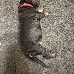 Red - Phantom male Poodle puppy in Ponce De Leon, Florida from Above the Standard Dogs