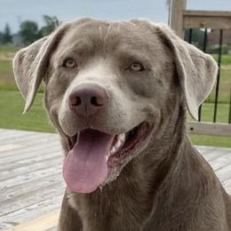 Gunner - Dilute Retriever