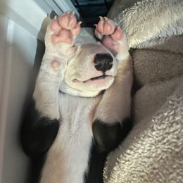 Greyhound Puppies from Angela Holtzen