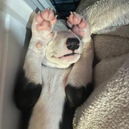 Greyhound Puppies from Angela Holtzen