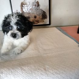 Icon - Black and white male Shorkie puppy in Boca Raton, Florida from Tina-Marie's Pups