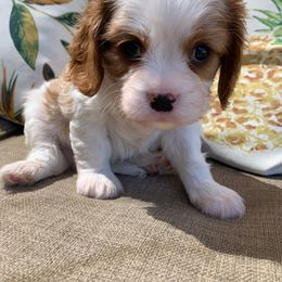 Cavalier King Charles Spaniel Puppies from Abbey Road Cavaliers
