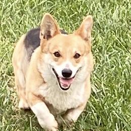 Pembroke Welsh Corgi puppies from Red Elephant Farms