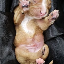 Cavalier King Charles Spaniel Puppies from Alexandra's Royal Cavaliers