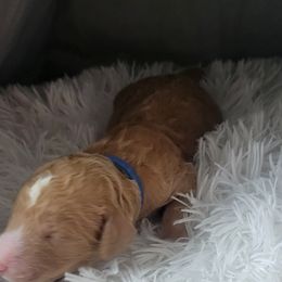 French Bulldog and Goldendoodle Puppies from Good Vibes Puppies