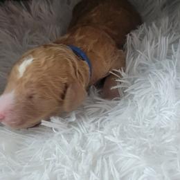 French Bulldog and Goldendoodle Puppies from Good Vibes Puppies