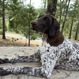 June - German Shorthaired Pointer
