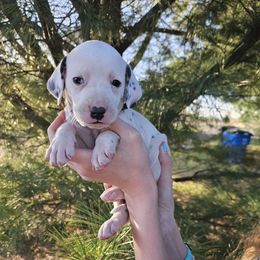 Purple - White and black Dalmatian puppy in Pine City, Minnesota from Rock Creek Dalmatians