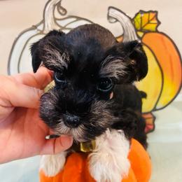 Boots - Black and silver male Miniature Schnauzer puppy in Malvern, Arkansas from Deep South Miniature Schnauzers