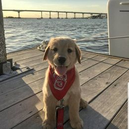 French Bulldog, Goldendoodle, and Golden Retriever Puppies from Crystal Coast Kennels, LLC