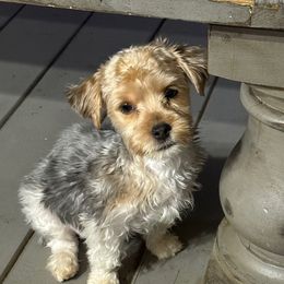 Black and White Boy - Parti male Yorkshire Terrier puppy in North Las Vegas, Nevada from KD's Yorkshire Terriers