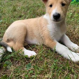 Collie Puppies from Winterberry Collies