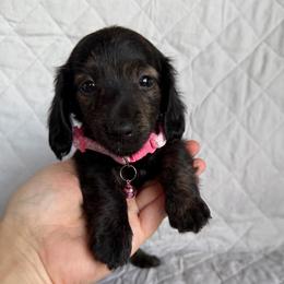 Pearl - Brindle female Dachshund puppy in Rising Star, Texas from BEAW Doxies