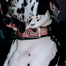 Great Danes from Mielnickis Danes