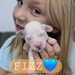 Fizz - male Cavapoochon puppy in Whitehouse, Texas from Cavapoochon Central