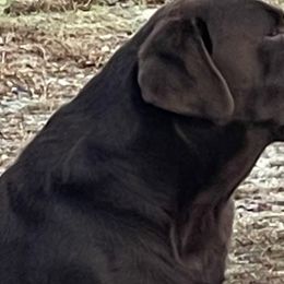 Magumn - Labrador Retriever