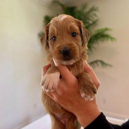 Poppy - Red  female Goldendoodle puppy in Kenansville, North Carolina from J+A Family Doodles