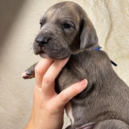 Rook - Blue brindle male Great Dane puppy in Lebanon, Virginia from North Cedar Danes