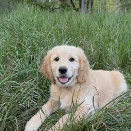 Goldendoodle and Golden Retriever Puppies from Golden Valley Farm and Kennel