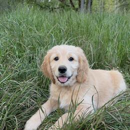 Goldendoodle and Golden Retriever Puppies from Golden Valley Farm and Kennel