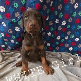 White - Red and rust female Doberman Pinscher puppy in Knox, Indiana from Double River Dobermans