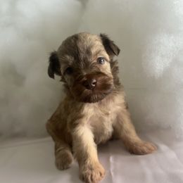Sunny - Wheaten male Miniature Schnauzer puppy in Port St. Lucie, Florida from South Florida Miniature Schnauzers