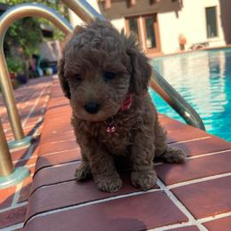 Peach - Apricot female Goldendoodle puppy in Gainesville, Florida from Pet Inn Xxweetdoodles