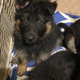 German Shepherd Puppies from EshelmanSchwitz German Shepherd Dogs