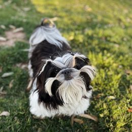 Shih Tzu Puppies from The Shih Tzu Life