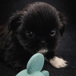 Wolfie - Black male Shih Tzu puppy in Richmond, Texas from Aleka Shih Tzu