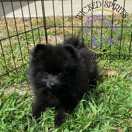 AKC WENDELL PET ONLY - Black male Pomeranian puppy in Watkins Glen, New York from Wicked Spirits Pomeranians